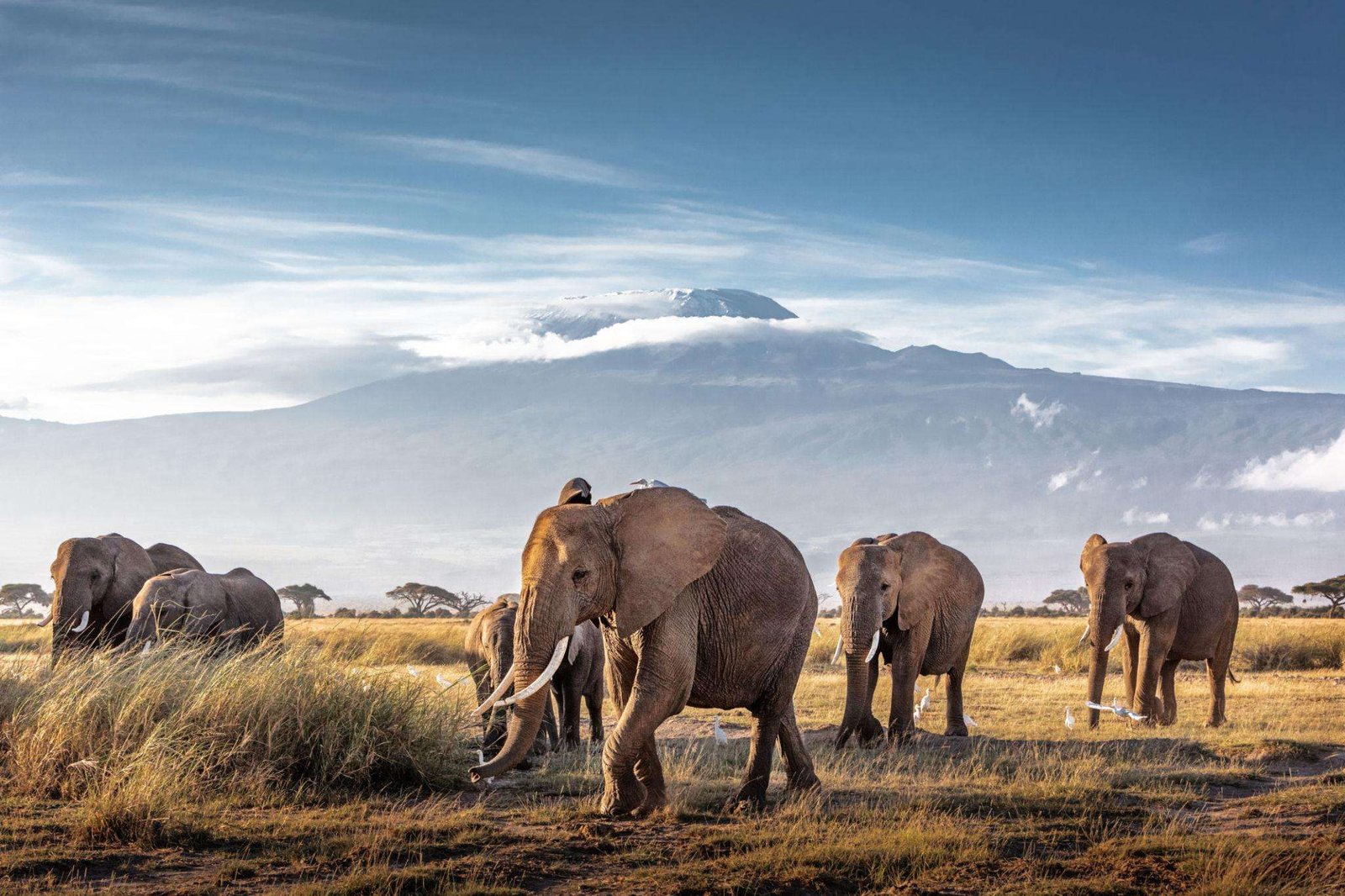 Herd of large African elephants walking in front of Mount Kilimanjaro in Amboseli National Park