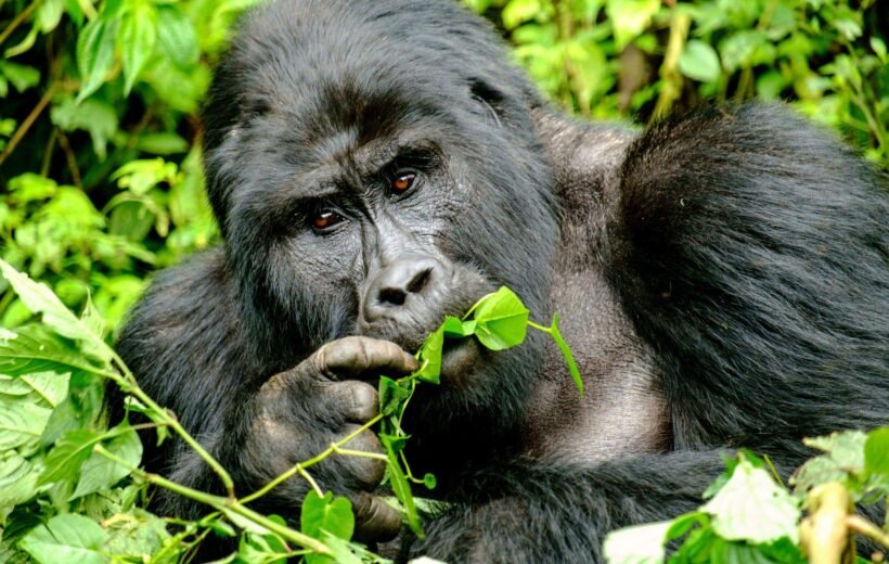 Encountering The Wildlife Of Uganda