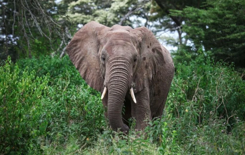 Safari Amboseli, Naivasha, and Mara