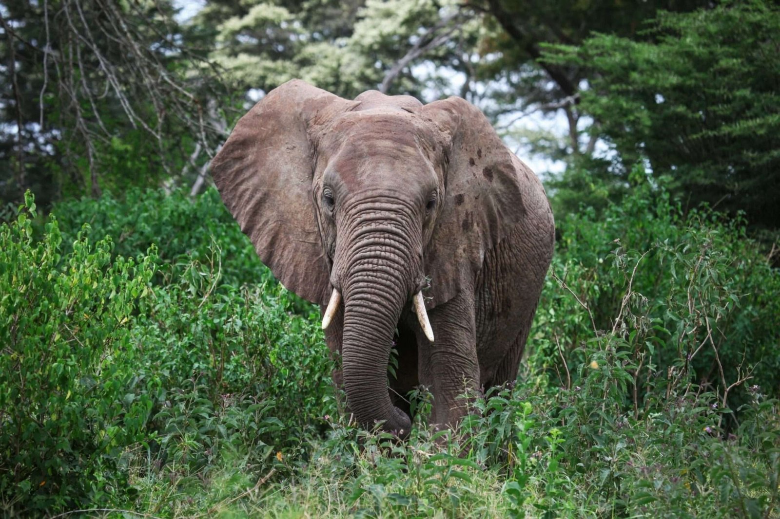 African bush elephant