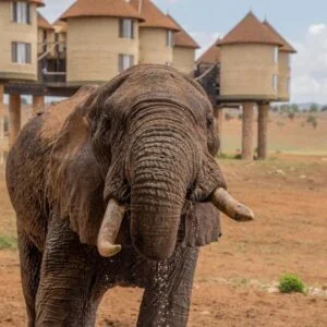 The Stunning Serengeti Safari