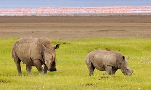 Ultimate Kenyan Safari Experience