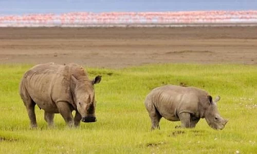 Exploring Lake Naivasha, Nakuru, & Mara