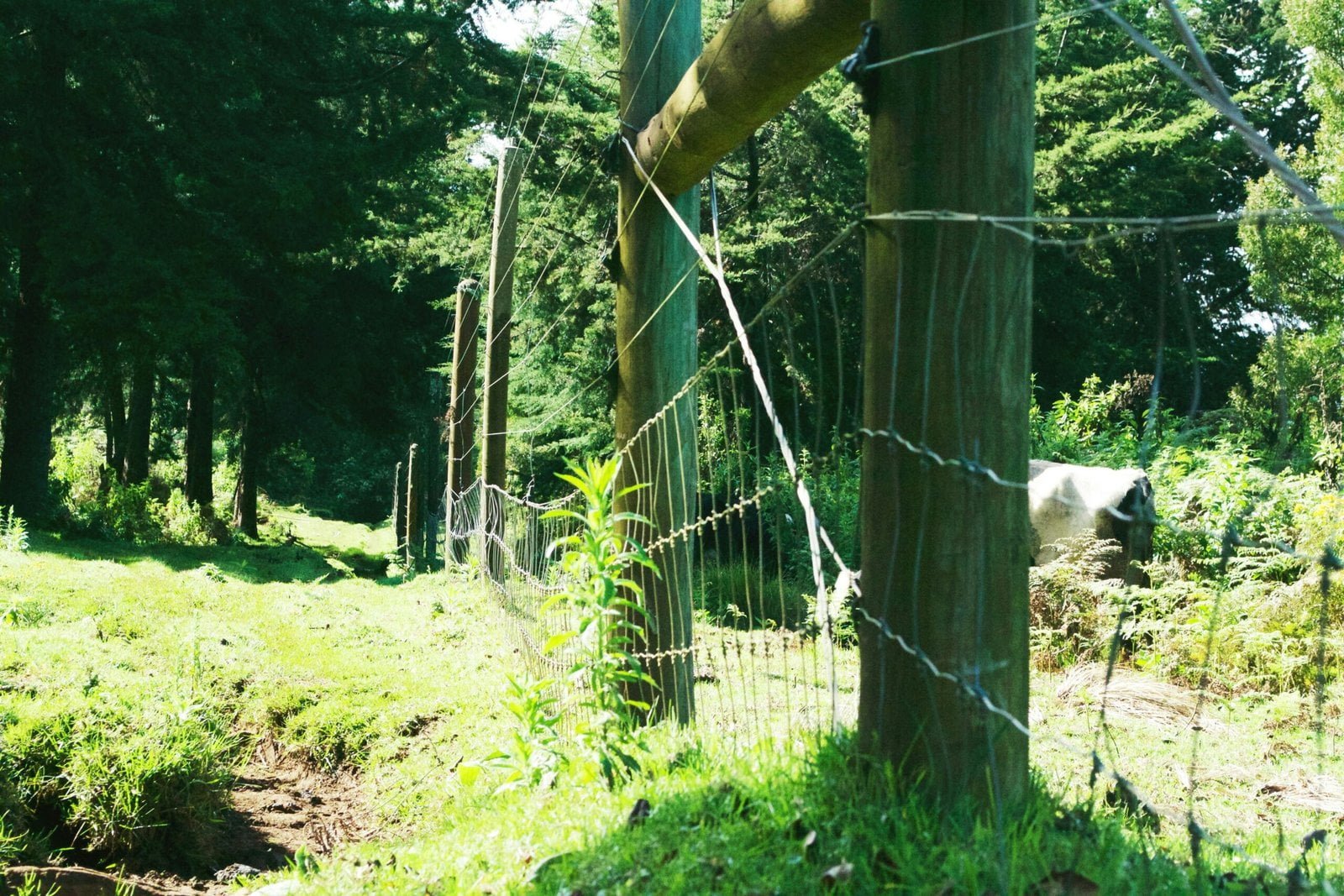 Aberdare National Park landscape with lush green vegetation and wildlife