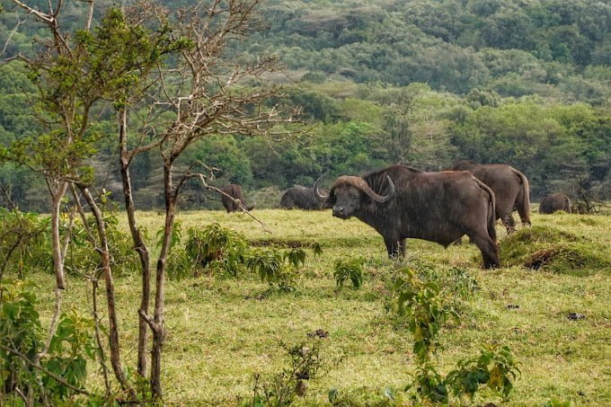 Buffalo in Arusha National Park - Majestic wildlife in natural habitat