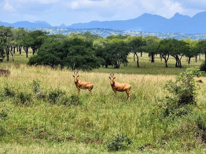 Two Roe deer grazing peacefully in the picturesque landscape of Kidepo Valley National Park"
