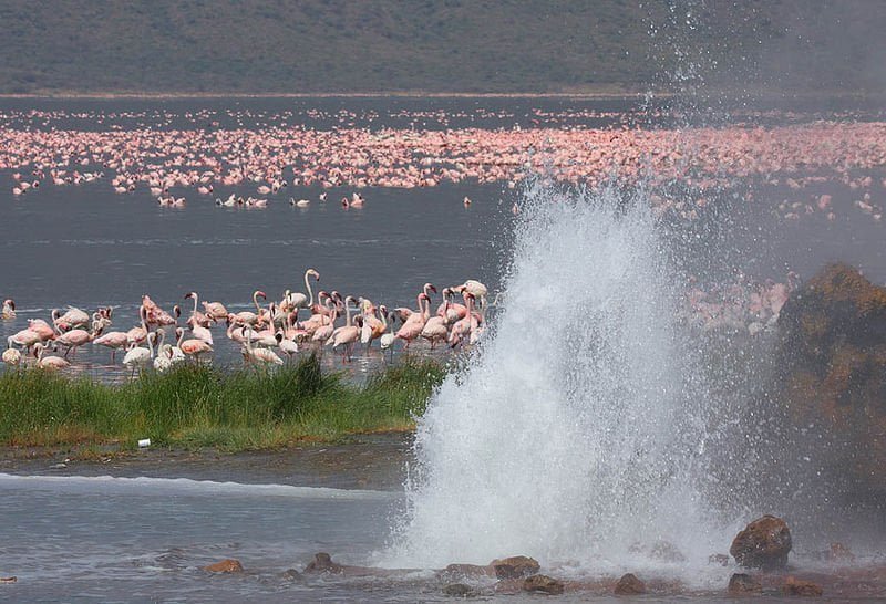 Flamingos and hotsprings at Lake Bogoria National Reserve: A natural wonder in Kenya