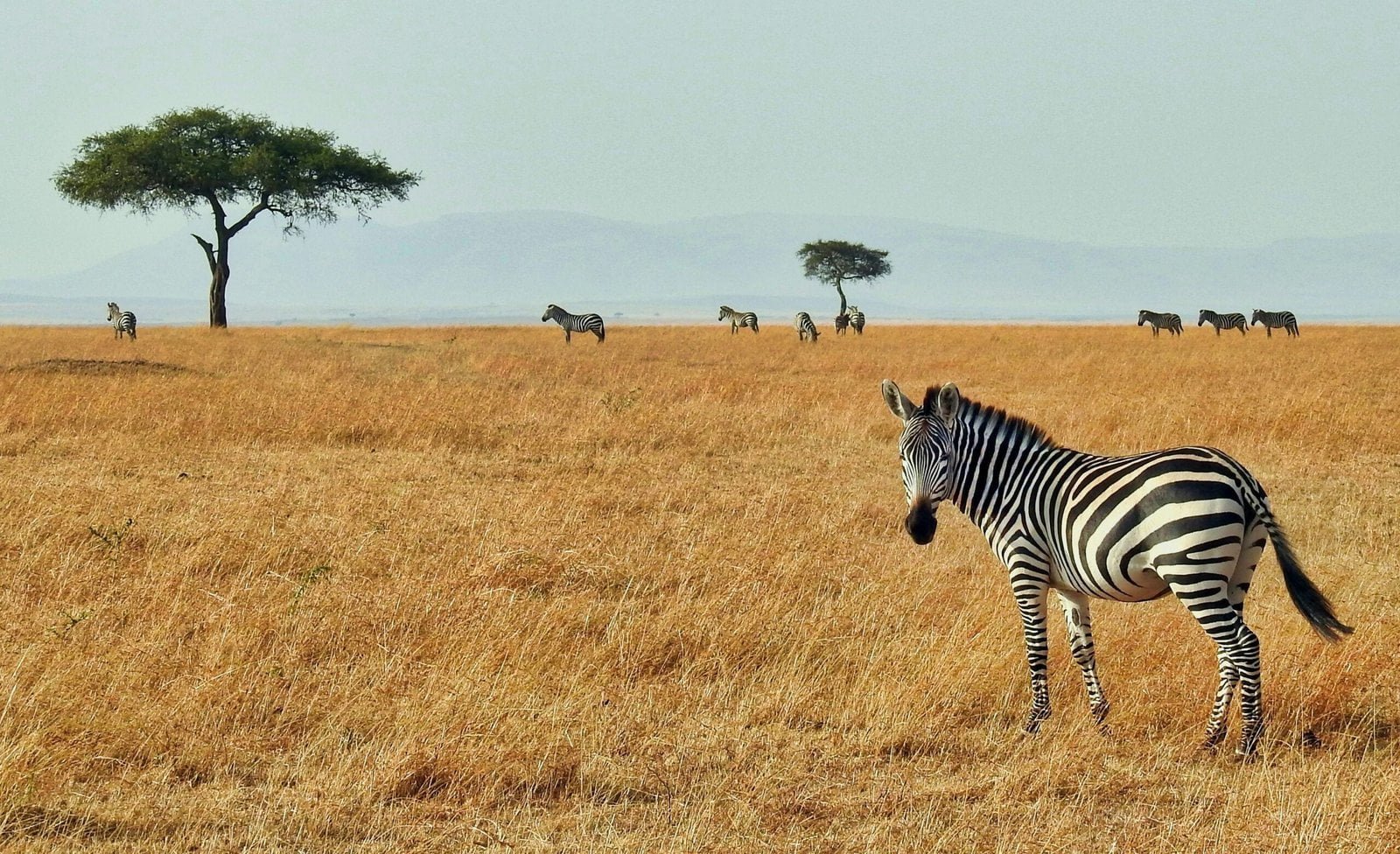 A zebra grazing on the grasslands of Maasai Mara National Reserve