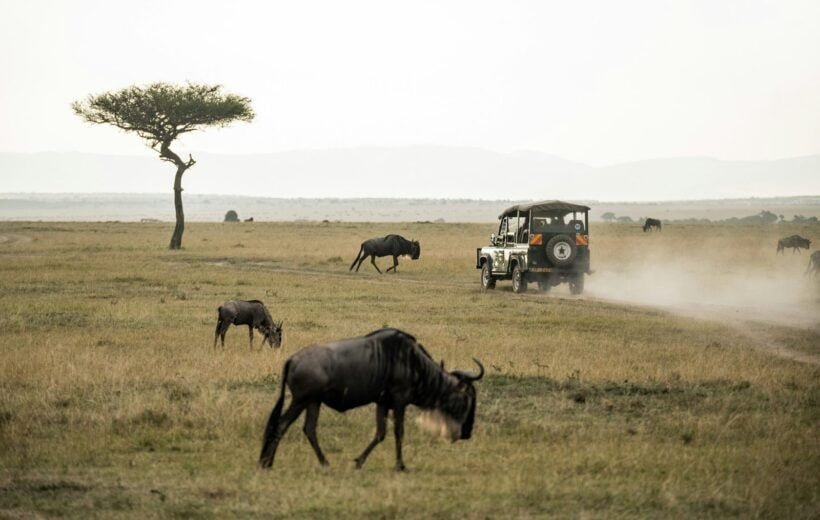 Exploring Maasai Culture and Wildlife in the Mara