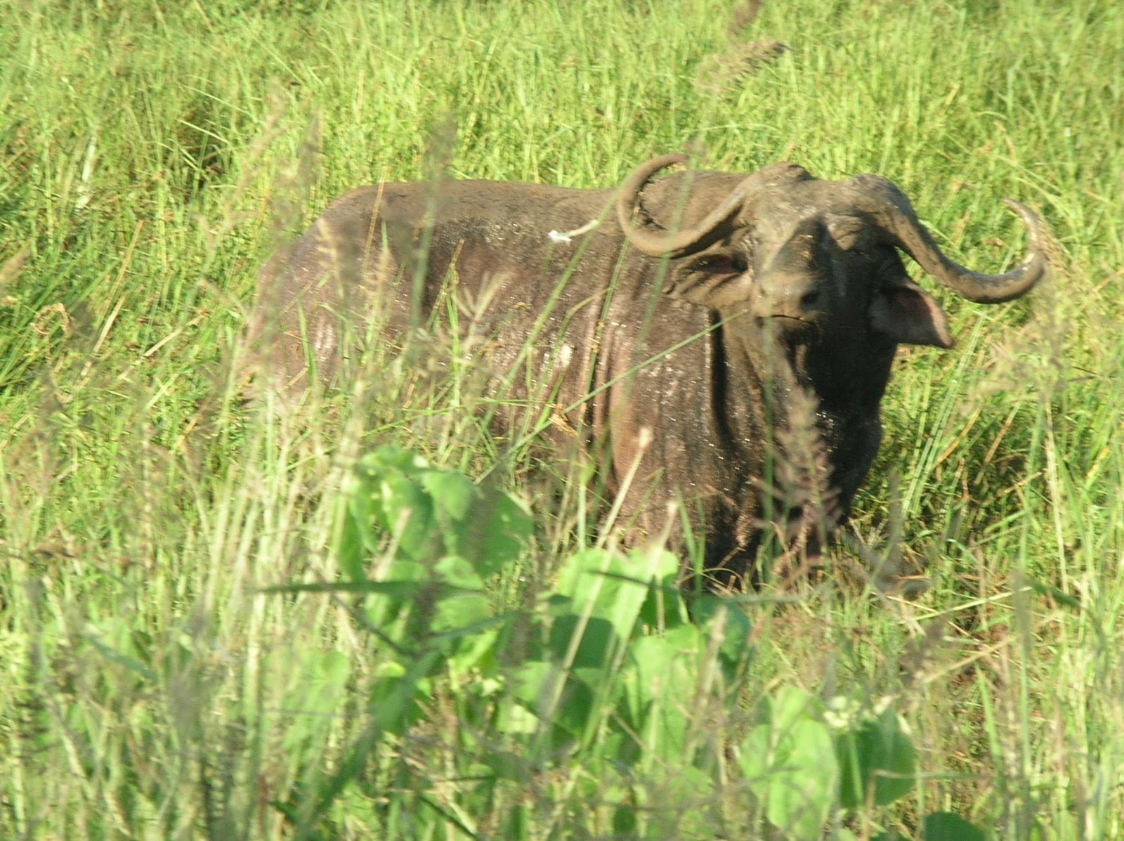 A majestic buffalo grazing peacefully in the lush surroundings of Meru National Park