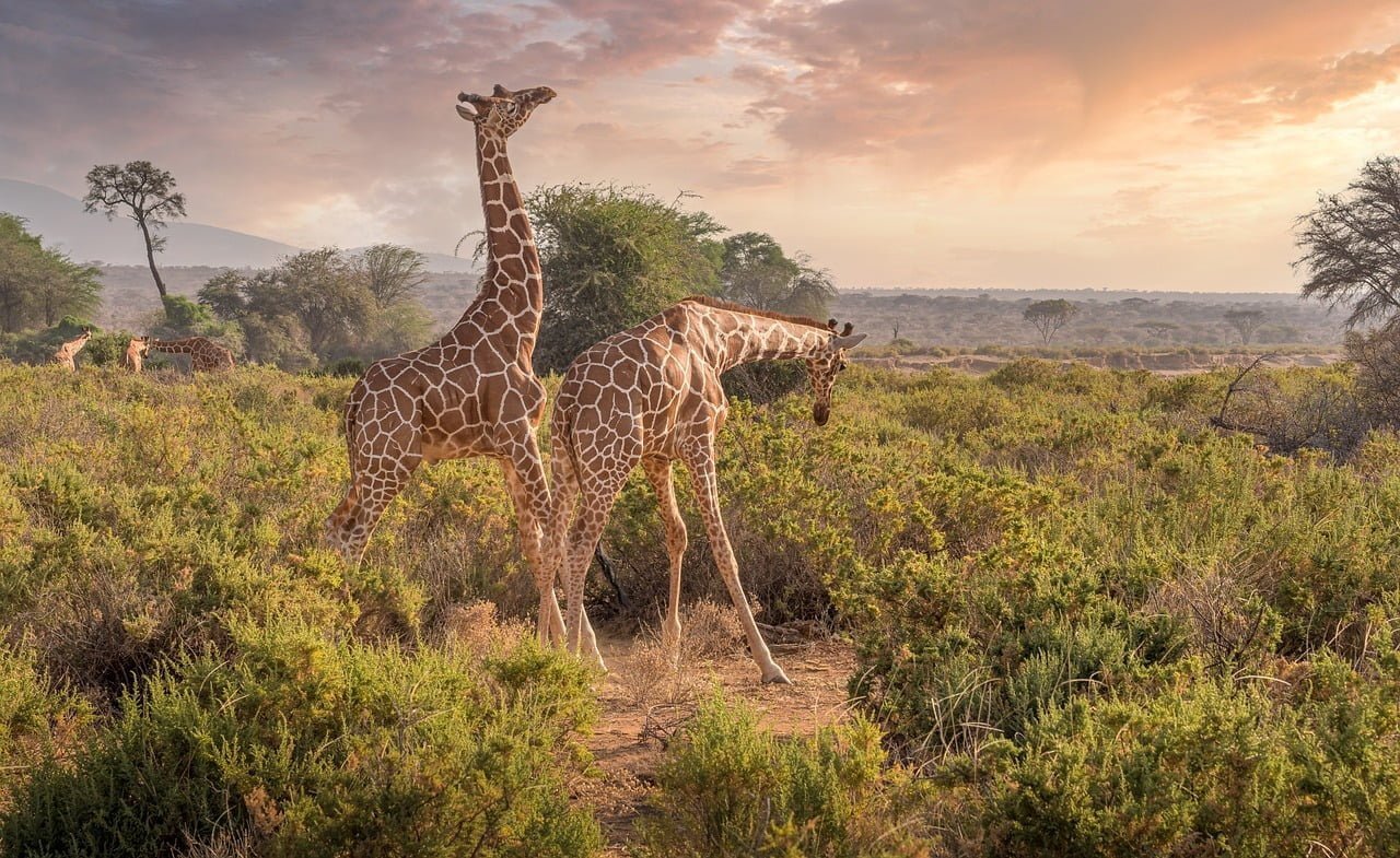 Two giraffes standing tall against the backdrop of Mount Kenya at Mount Kenya National Park