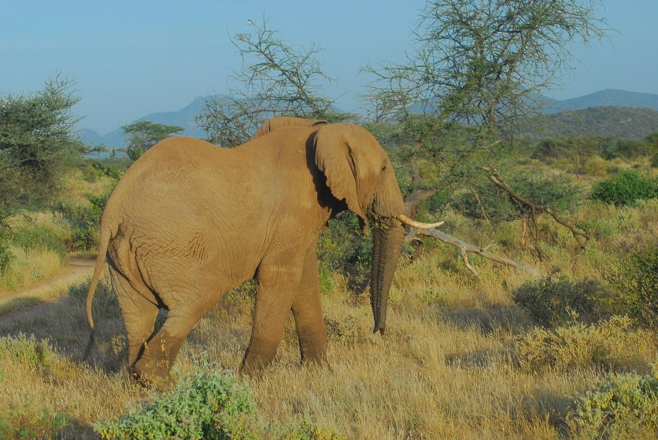 A majestic elephant stands in the savanna of Samburu National Reserve