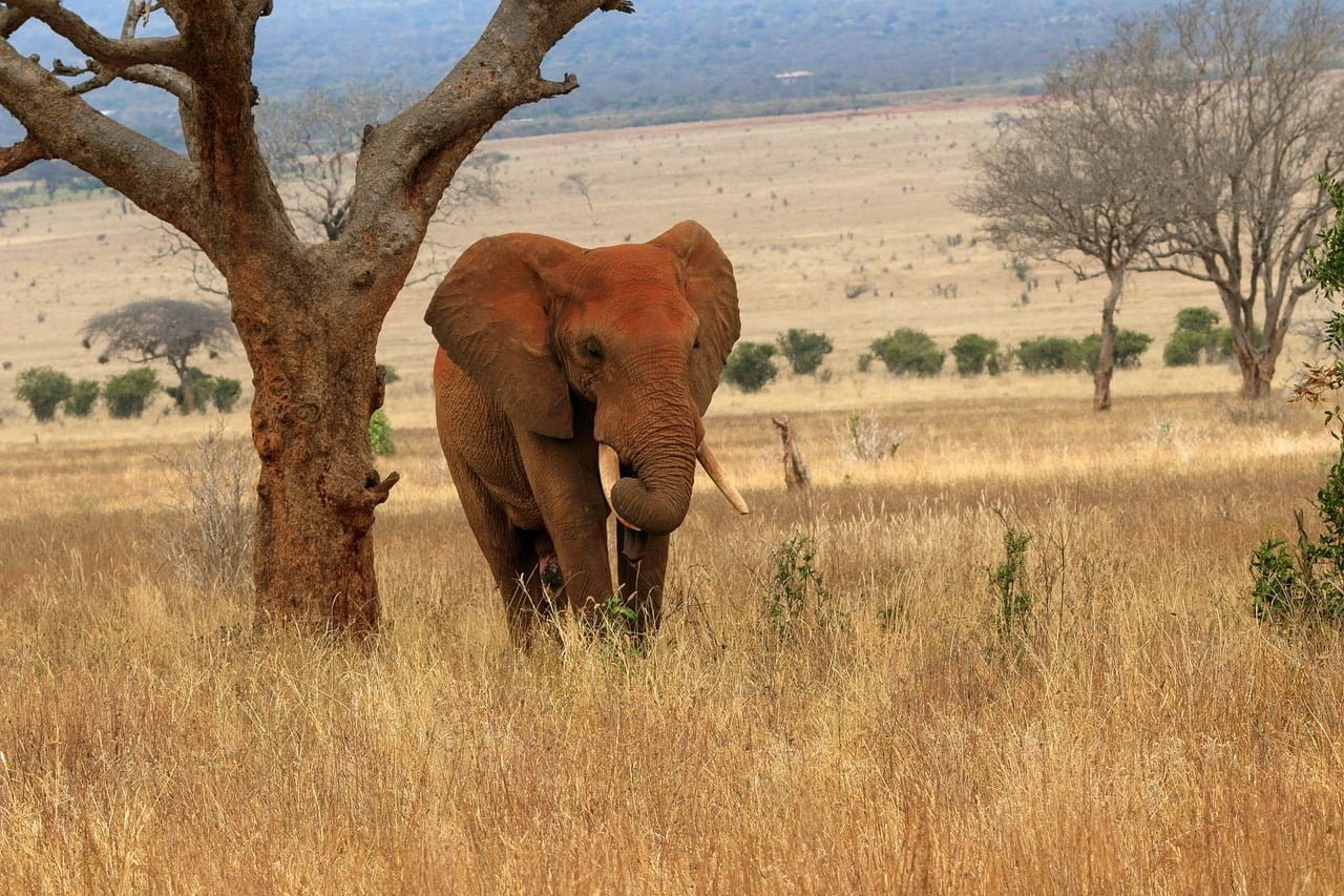 Majestic elephant walking in Tsavo East National Park