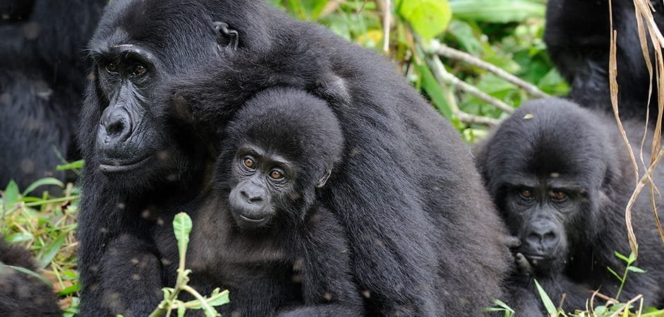 Gorilla Family at Mgahinga Gorilla National Park"