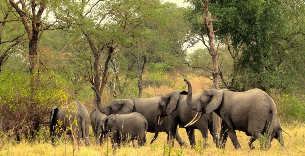 Group of elephants roaming at Semuliki National Park