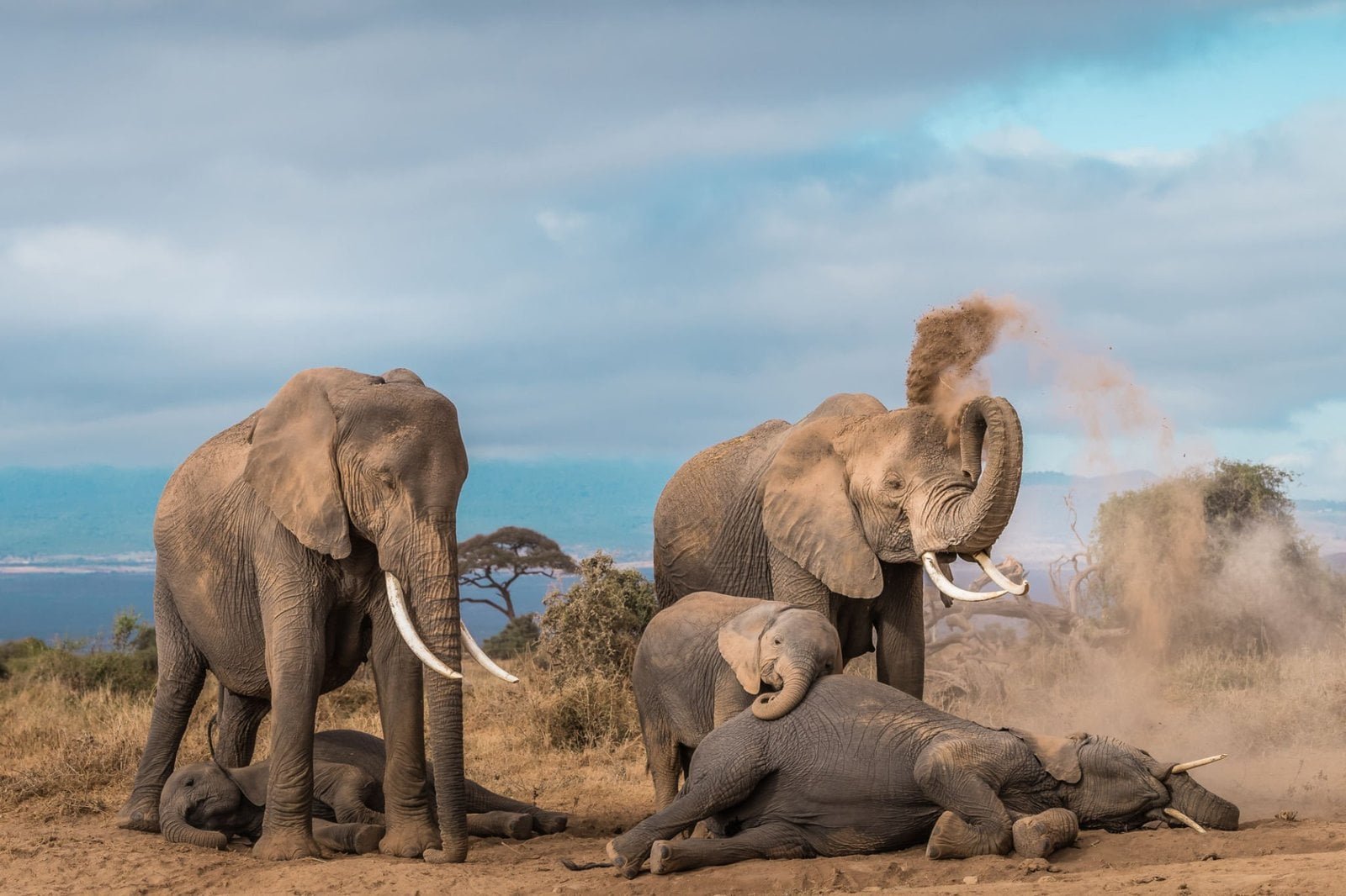 Elephant herd in Amboseli National Park with Mount Kilimanjaro in the backdrop, offered by Vintmark Safaris.