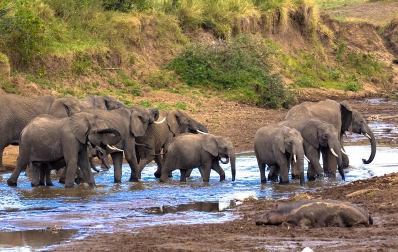 Samburu National Reserve Private Safari