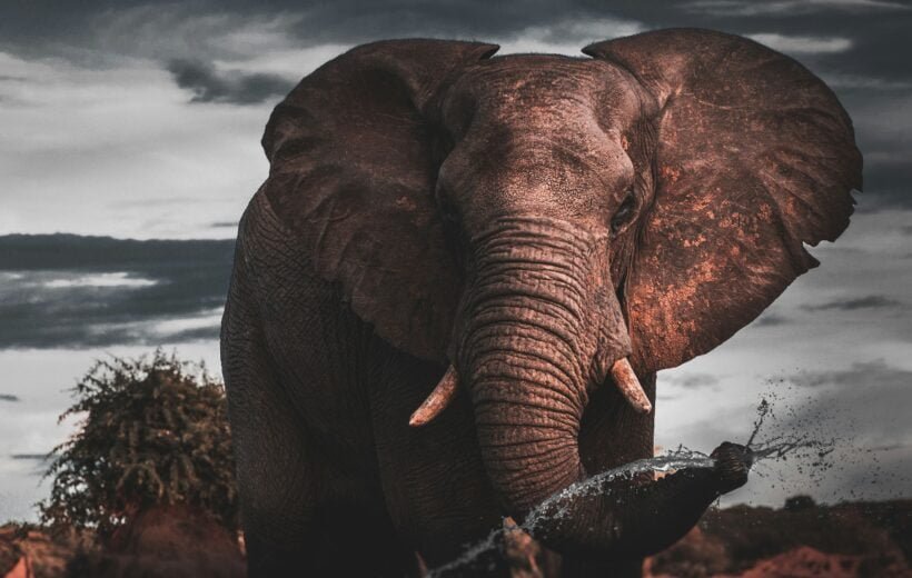 Gorilla Tracking & Trekking Safari